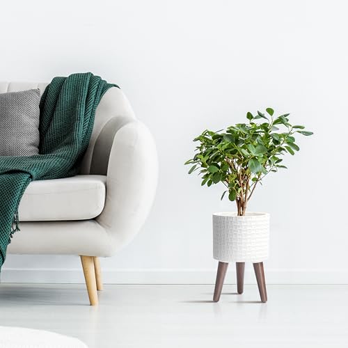 D'vine Dev Planter Pot with Wood Stand, 8 in, Matte White, 88-Z-A-1 | Mid-Century Modern Style, Elevated Plant Display, Drainage Hole and Plug, Functional & Stylish, Modern Indoor Planter - color: Matte White, size: Small
