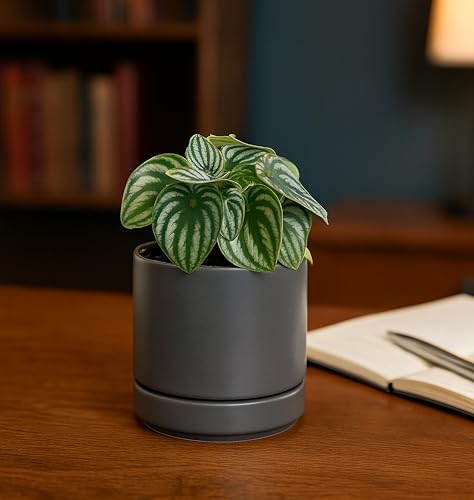 D'vine Dev 2-Pack Ceramic Pots with Saucers, Grey, 4.7 in, 94-V-B-3 | Modern Cylinder Design, Glazed Ceramic, Drainage Hole & Saucer Included, High Temperature Fired, Elegant Home Accent - color: Gray, size: 4.7 Inch