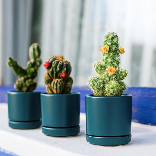 D'vine Dev 2-Pack Ceramic Pots with Saucers, Teal, 3.5 in, 94-V-A-9 | Modern Cylinder Design, Glazed Ceramic, Drainage Hole & Saucer Included, High Temperature Fired, Elegant Home Accent - color: Teal, size: 3.5 Inch