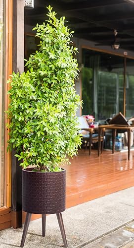 D'vine Dev Planter Pot with Wood Stand, 12 in, Espresso, 88-Z-C-6 | Mid-Century Modern Style, Elevated Plant Display, Drainage Hole and Plug, Functional & Stylish, Modern Indoor Planter - color: Espresso, size: Large