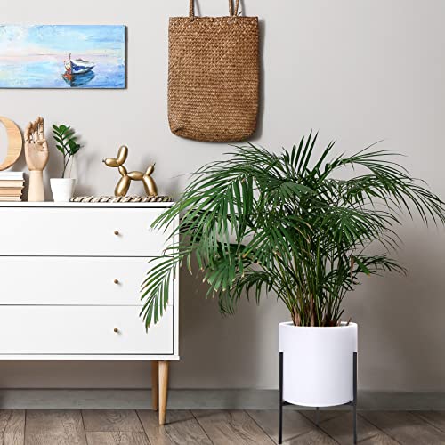 D'vine Dev Cylinder Planter Pot with Metal Stand, White, 12 in, 96-T-A-3 | Durable Fiberclay Construction, Sleek Modern Design, Heavy-Duty Iron Stand, Drainage Hole & Saucer, Elegant Indoor Display - color: White, size: Large 12 Inch