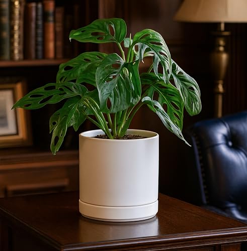 D'vine Dev 2-Pack Ceramic Pots with Saucers, White, 6.5 in, 94-V-C-1 | Modern Cylinder Design, Glazed Ceramic, Drainage Hole & Saucer Included, High Temperature Fired, Elegant Home Accent - color: White, size: 6 Inch