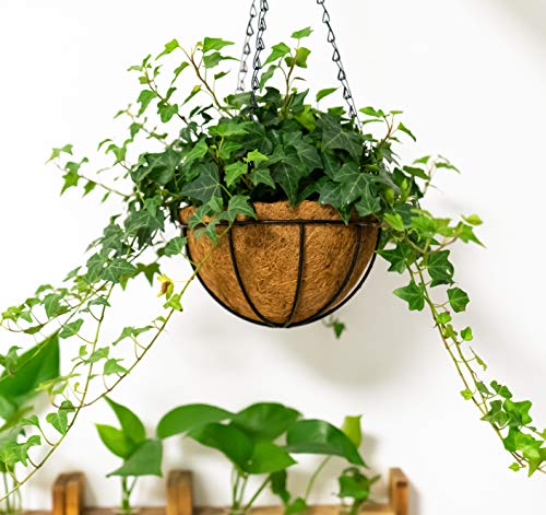 Kingbuy 8" Metal Hanging Basket for Small Succulents & Herbs – 5" Depth Rust-Resistant Wire with Coconut Liner & Chain for Kitchen Window, Balcony & Small Spaces - 2 Pack - size: 8 Inch, style: 2 Pack