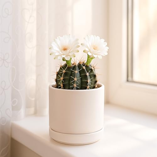 D'vine Dev 2-Pack Ceramic Pots with Saucers, Oatmeal, 3.5 in, 94-V-A-8 | Modern Cylinder Design, Glazed Ceramic, Drainage Hole & Saucer Included, High Temperature Fired, Elegant Home Accent - color: Oatmeal, size: 3.5 Inch