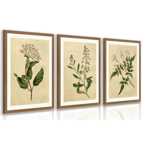 RLKHG Wood Framed Vintage Botanical Wall Art Set of 3, Classic Herbarium Plant Prints, Green Botanical Illustration Wall Decor, Farmhouse Cottagecore Floral Artwork for Office Bedroom 12x16 Inch - color: RetroPlant, size: 16"L x 12"W
