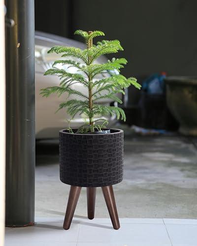D'vine Dev Planter Pot with Wood Stand, 8 in, Distressed Black, 88-Z-A-5 | Mid-Century Modern Style, Elevated Plant Display, Drainage Hole and Plug, Functional & Stylish, Modern Indoor Planter - color: Distressed Black, size: Small