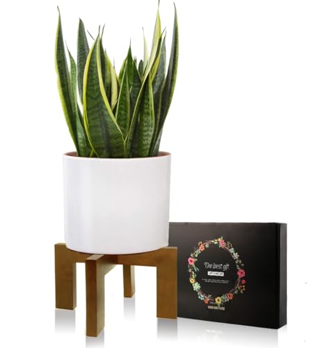 Wood Plant Stand, Mid Century Modern Planter Stand Rattan Flower Pot Stand, Low Short Plant Stands Indoor - Boho Rustic Wooden Stool for Plant Pot Holder, Fit 5-15 Inch Pot - color: 1 Brown