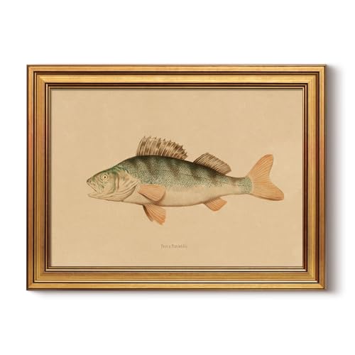 HUARCEY Gold Framed Vintage Bass Fish Canvas Wall Art 12×16 Inch | Antique Freshwater Perca Print, Classic Wildlife painting Artwork Rustic Cabin Cottagecore Decor for Kitchen Bathroom - color: Blue Bass, size: 16"L x 12"W