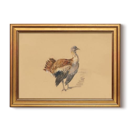 HUARCEY Vintage Gold Framed Study of Turkeys Artwork Wall Art Print | Antique Rustic Bird Illustration Featuring, Country History Thanksgiving Canvas Decor for Easter Kitchen Living Room 12"x16" - color: Bird Atlas - Great Bustard, size: 16"L x 12"W