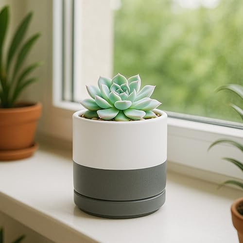D'vine Dev Set of 2 Plants Pots, 3.5 Inch Ceramic Planter Pot for Plants with Drainage Hole and Saucer, White/Speckled Grey, 94-V-A-6 - color: White/Speckled Grey, size: 3.5 Inch