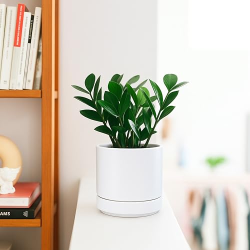 D'vine Dev 2-Pack Ceramic Pots with Saucers, White, 4.7 in, 94-V-B-1 | Modern Cylinder Design, Glazed Ceramic, Drainage Hole & Saucer Included, High Temperature Fired, Elegant Home Accent - color: White, size: 4.7 Inch