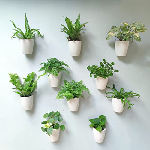 LaLaGreen Self-Watering Wall Planters (4in, 10 Pack) White Indoor Plants | Wall Mount Planter Plant Holder, Modern Hydroponic Wall Pots Vertical Living Plant Garden Decor - size: 4" (10 cm)