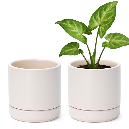 D'vine Dev 2-Pack Ceramic Pots with Saucers, Oatmeal, 4.7 in, 94-V-B-8 | Modern Cylinder Design, Glazed Ceramic, Drainage Hole & Saucer Included, High Temperature Fired, Elegant Home Accent - color: Oatmeal, size: 4.7 Inch