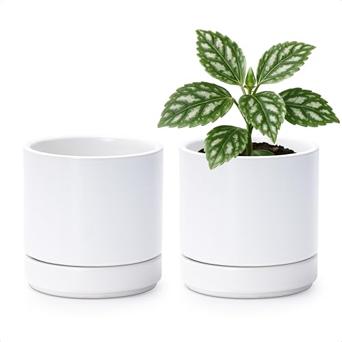 D'vine Dev 2-Pack Ceramic Pots with Saucers, White, 4.7 in, 94-V-B-1 | Modern Cylinder Design, Glazed Ceramic, Drainage Hole & Saucer Included, High Temperature Fired, Elegant Home Accent - color: White, size: 4.7 Inch