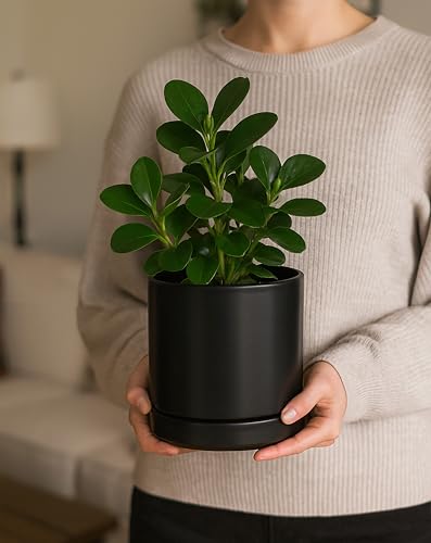 D'vine Dev 2-Pack Ceramic Pots with Saucers, Black, 6.5 in, 94-V-C-2 | Modern Cylinder Design, Glazed Ceramic, Drainage Hole & Saucer Included, High Temperature Fired, Elegant Home Accent - color: Black, size: 6 Inch