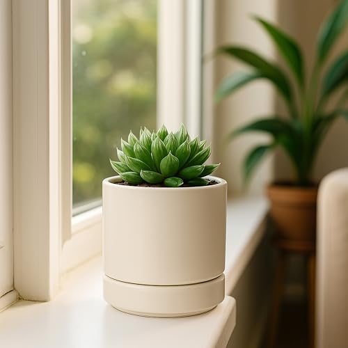 D'vine Dev 2-Pack Ceramic Pots with Saucers, Oatmeal, 4.7 in, 94-V-B-8 | Modern Cylinder Design, Glazed Ceramic, Drainage Hole & Saucer Included, High Temperature Fired, Elegant Home Accent - color: Oatmeal, size: 4.7 Inch