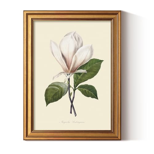 ARPEOTCY Vintage Botanical Wall Art Framed, Antique Magnolia Floral Illustration with Gold Frame, Classic Wall Decor for Living Room Bedroom or Bathroom, 12x16 Inch - color: Single Magnolia Bloom, size: 16"L x 12"W