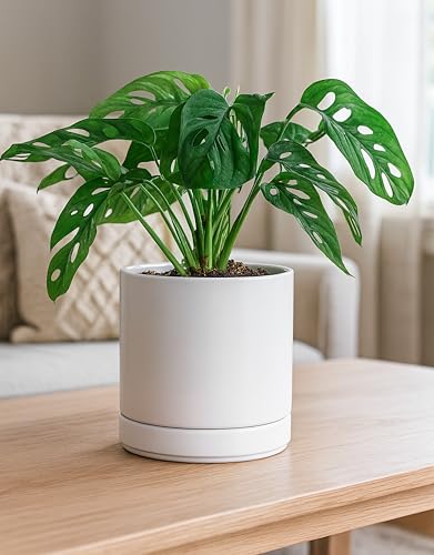 D'vine Dev 2-Pack Ceramic Pots with Saucers, White, 6.5 in, 94-V-C-1 | Modern Cylinder Design, Glazed Ceramic, Drainage Hole & Saucer Included, High Temperature Fired, Elegant Home Accent - color: White, size: 6 Inch