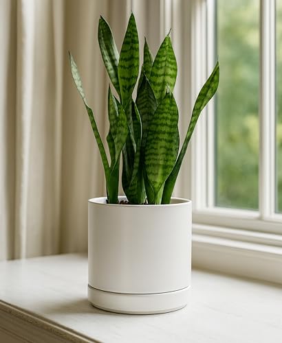 D'vine Dev 2-Pack Ceramic Pots with Saucers, White, 6.5 in, 94-V-C-1 | Modern Cylinder Design, Glazed Ceramic, Drainage Hole & Saucer Included, High Temperature Fired, Elegant Home Accent - color: White, size: 6 Inch