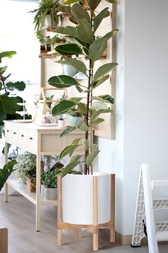 D'vine Dev Plastic Pot with Natural Wood Stand, White, 12 in, 55-C-P-1 | Mid-Century Inspired Design, Elevated Plant Display, Clean Lines, Sturdy Support, Modern Space-Saving Style - color: Matte White Pot + Natural Stand, size: 12 Inch