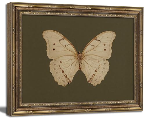 Vintage Gold Framed Wall Art Classical White Butterfly Wall Art Small Moody Insect Green Wall Decor Picture Antique Cottagecore Moth Gallery Aesthetic Poster Print for Living Room Bedroom 9x11in - color: Butterfly, size: 11"l X 9"w