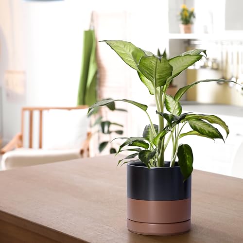 D'vine Dev 2-Pack Ceramic Pots with Saucers, Black/Tan, 6.5 in, 94-V-C-7 | Modern Cylinder Design, Glazed Ceramic, Drainage Hole & Saucer Included, High Temperature Fired, Elegant Home Accent - color: Black/Speckled Tan, size: 6 Inch