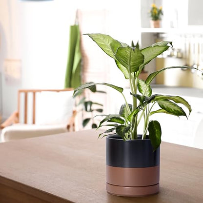 D'vine Dev 2-Pack Ceramic Pots with Saucers, Black/Tan, 6.5 in, 94-V-C-7 | Modern Cylinder Design, Glazed Ceramic, Drainage Hole & Saucer Included, High Temperature Fired, Elegant Home Accent - color: Black/Speckled Tan, size: 6 Inch