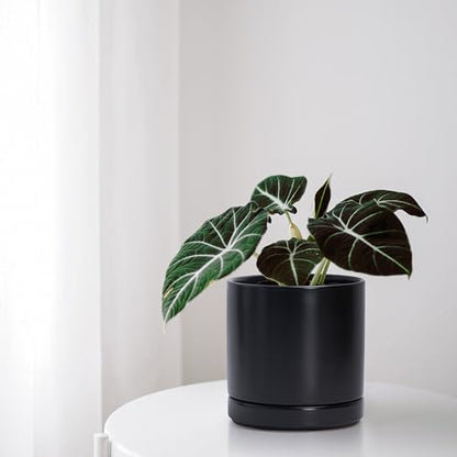 D'vine Dev 2-Pack Ceramic Pots with Saucers, Black, 6.5 in, 94-V-C-2 | Modern Cylinder Design, Glazed Ceramic, Drainage Hole & Saucer Included, High Temperature Fired, Elegant Home Accent - color: Black, size: 6 Inch