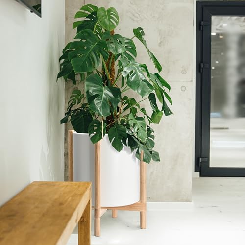 D'vine Dev Plastic Pot with Natural Wood Stand, White, 16 in, 55-C-Y-1 | Mid-Century Inspired Design, Elevated Plant Display, Clean Lines, Sturdy Support, Modern Space-Saving Style - color: Matte White Pot + Natural Stand, size: 16 Inch