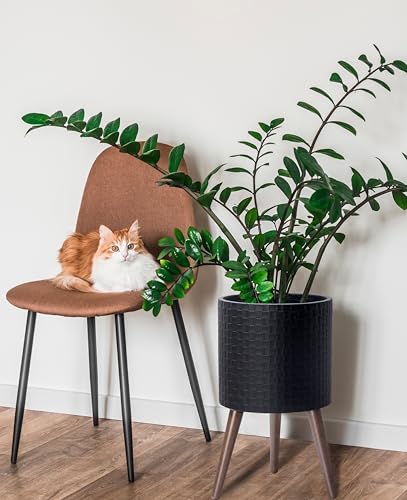 D'vine Dev Planter Pot with Wood Stand, 12 in, Matte Black, 88-Z-C-2 | Mid-Century Modern Style, Elevated Plant Display, Drainage Hole and Plug, Functional & Stylish, Modern Indoor Planter - color: Matte Black, size: Large