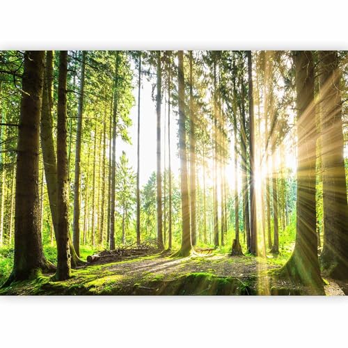 Wall Mural Forest 77x55 in - Peel and Stick Self-Adhesive Wallpaper Removable Large Sticker Foil Wall Decor Print Picture Image Design Landscape Nature Tree Sun c-B-0098-a-b - color: #13, size: 55" x 77"