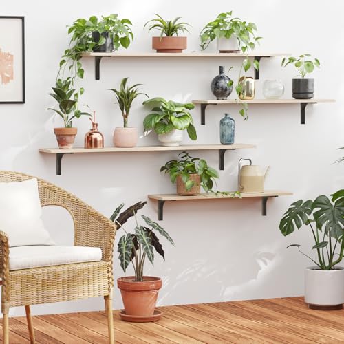 Long Wall Shelves, 31.5Inch Wooden Wall Mounted Shelves, Set of 2 | Floating Book Shelf with Metal Bracket, Easy Assembly, Max Load 22lbs, Wall Storage Ledges, Bedroom/Bathroom/Kitchen, Natural - color: Natural, size: 31.5 Inch
