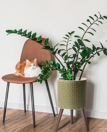 D'vine Dev Planter Pot with Wood Stand, 12 in, Distressed Olive, 88-Z-C-4 | Mid-Century Modern Style, Elevated Plant Display, Drainage Hole and Plug, Functional & Stylish, Modern Indoor Planter - color: Distressed Olive, size: Large