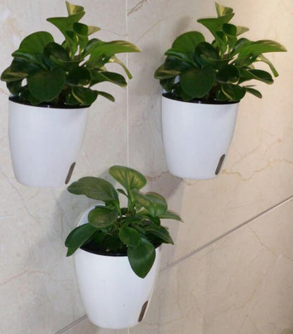 Visible Water Level Self Watering Planter,Hanging Planters,Wall Mounted Plants Holder,Small Flower pots Indoor Out Flowerpot with 3 Hooks Plastic Pots for Plants 3 Pack (White, 5.5inch) - size: 5.5 Inch