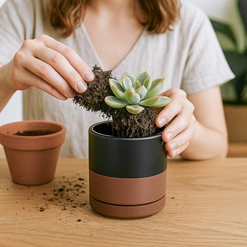 D'vine Dev 2-Pack Ceramic Pots with Saucers, Black/Tan, 3.5 in, 94-V-A-7 | Modern Cylinder Design, Glazed Ceramic, Drainage Hole & Saucer Included, High Temperature Fired, Elegant Home Accent - color: Black/Speckled Tan, size: 3.5 Inch