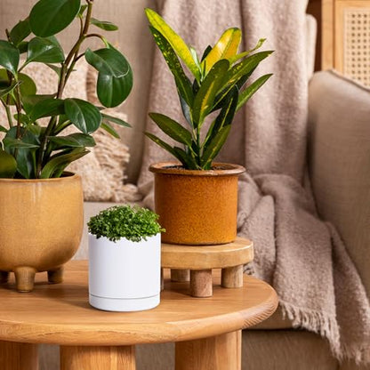 D'vine Dev 2-Pack Ceramic Pots with Saucers, White, 3.5 in, 94-V-A-1 | Modern Cylinder Design, Glazed Ceramic, Drainage Hole & Saucer Included, High Temperature Fired, Elegant Home Accent - color: White, size: 3.5 Inch