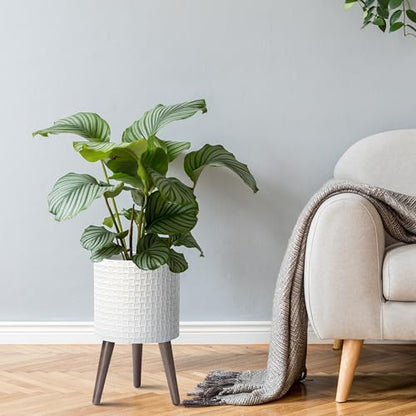 D'vine Dev Planter Pot with Wood Stand, 10 in, Matte White, 88-Z-B-1 | Mid-Century Modern Style, Elevated Plant Display, Drainage Hole and Plug, Functional & Stylish, Modern Indoor Planter - color: Matte White, size: Medium