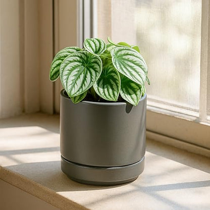 D'vine Dev 2-Pack Ceramic Pots with Saucers, Grey, 4.7 in, 94-V-B-3 | Modern Cylinder Design, Glazed Ceramic, Drainage Hole & Saucer Included, High Temperature Fired, Elegant Home Accent - color: Gray, size: 4.7 Inch