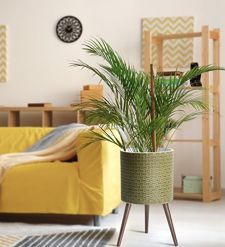 D'vine Dev Planter Pot with Wood Stand, 14 in, Distressed Olive, 88-Z-D-4 | Mid-Century Modern Style, Elevated Plant Display, Drainage Hole and Plug, Functional & Stylish, Modern Indoor Planter - color: Distressed Olive, size: X-Large