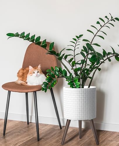 D'vine Dev Planter Pot with Wood Stand, 12 in, Matte White, 88-Z-C-1 | Mid-Century Modern Style, Elevated Plant Display, Drainage Hole and Plug, Functional & Stylish, Modern Indoor Planter - color: Matte White, size: Large