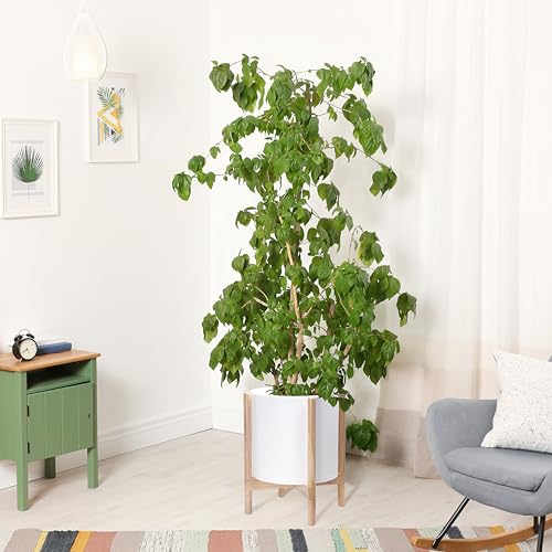 D'vine Dev Plastic Pot with Natural Wood Stand, White, 14 in, 55-C-S-1 | Mid-Century Inspired Design, Elevated Plant Display, Clean Lines, Sturdy Support, Modern Space-Saving Style - color: Matte White Pot + Natural Stand, size: 14 Inch