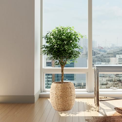 Casafield Round Storage Basket with Lid - Natural, Handwoven Water Hyacinth Organizer for Laundry, Blankets, Plants, Bedroom, Living Room, Home Office - color: Natural