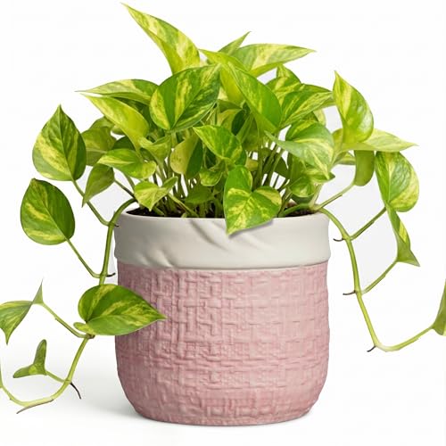 6 Inch Plant Pot - Ceramic Planter for Indoor Outdoor Plants, Round Decorative Planter with Drainage Hole and Plug, Boho Plant Pots, House Room Garden Decor, Plant Lover Gifts, Pink - color: Pink, size: 6 Inch