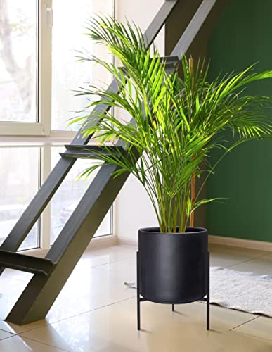 D'vine Dev Cylinder Planter Pot with Metal Stand, Black, 12 in, 96-T-B-3 | Durable Fiberclay Construction, Sleek Modern Design, Heavy-Duty Iron Stand, Drainage Hole & Saucer, Elegant Indoor Display - color: Black, size: Large 12 Inch
